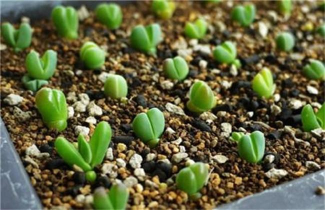 多肉植物的繁殖及养护方法播种、扦插、分株、嫁接技巧解读