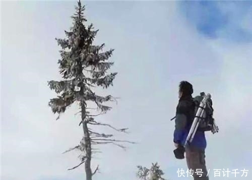 现世|世界最长寿的树在瑞典现世,活了9500年,仍在生长,全球仅此一棵