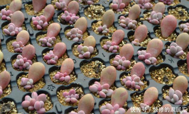 花盆|多肉叶插不能太随便,掌握好4点,每个叶片都成活,变成多肉大户