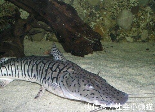 珠江钓起“罕见怪鱼”,全身布满“虎皮”,可能是国家保护鱼类?
