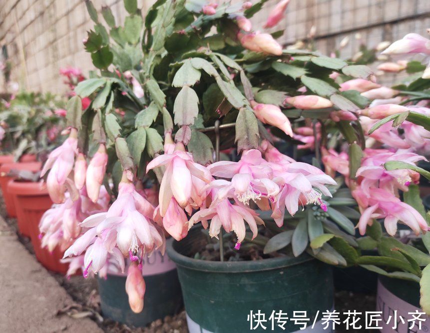 秋季3种花要补肥,但不是用促花肥,要合理施肥,才能开花爆盆