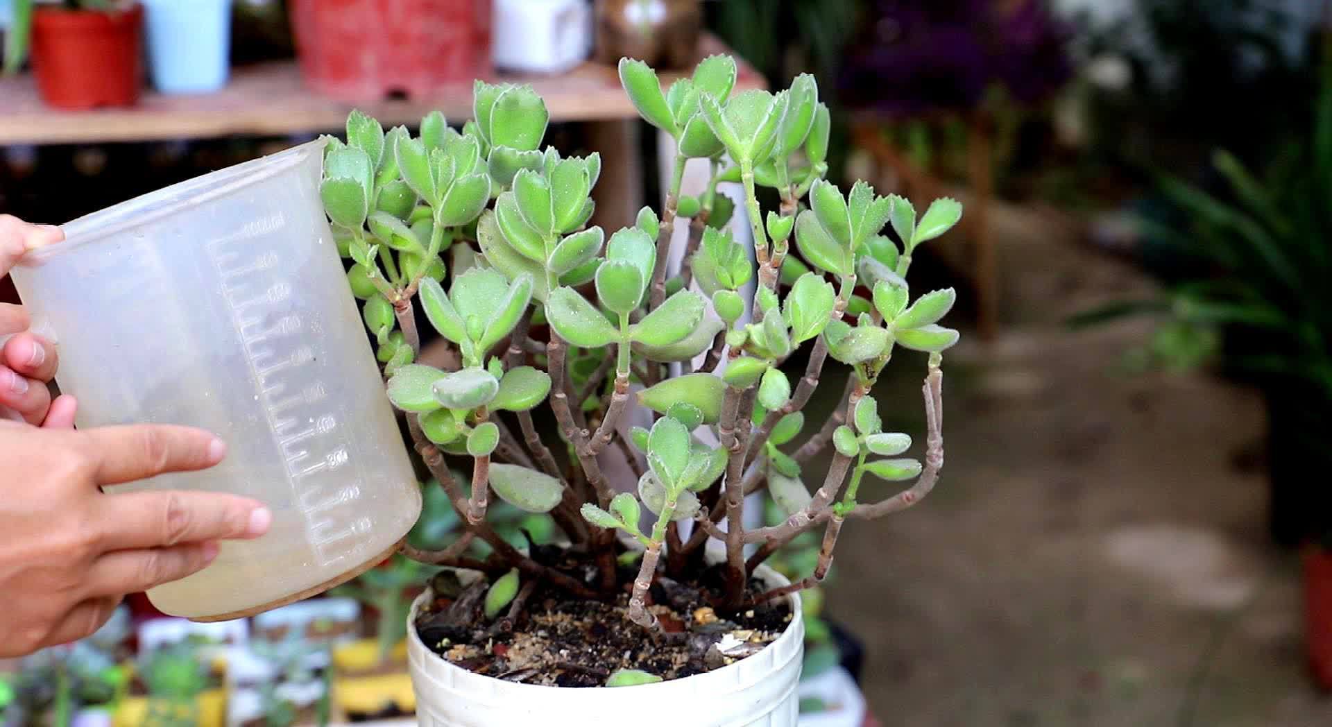 一年四季养多肉,记住浇水3句话,不烂根不化水,姹紫嫣红好状态