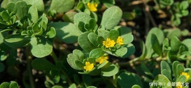 种植马齿苋|农村遍地都是的马齿苋,为啥功效这么大?老农:现在都人工种植!
