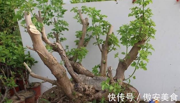 盆景|乡下一种“柴火木”,年年砍不绝,如今做成高档盆景,很受人欢迎