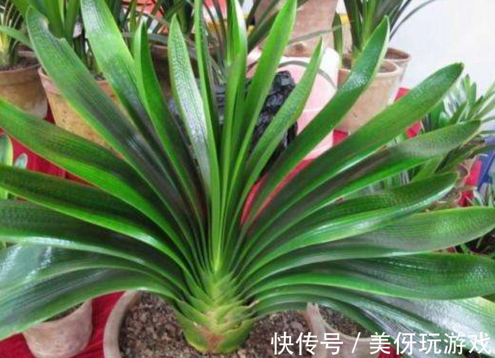 “顽固”君子兰，八年不开花？打开4个“小开关”，满盆花箭乱窜