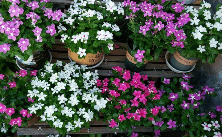 5种“花卉”，最喜欢开花，每种都能花开200天以上，好看又好养