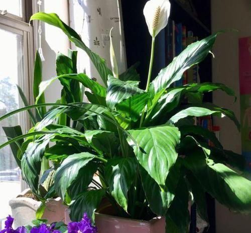 养花选什么省心首选6种植物,适合养室内,格外好打理