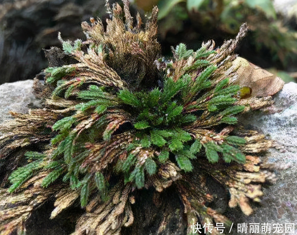 九死还魂草|还魂草野外到处都是,碰到后别犹豫,拿个袋子挖走