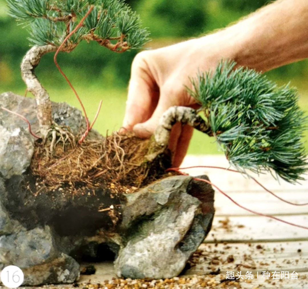 “岩石与树枝”一步步完美契合,叹服附石盆景的魅力无人能挡!