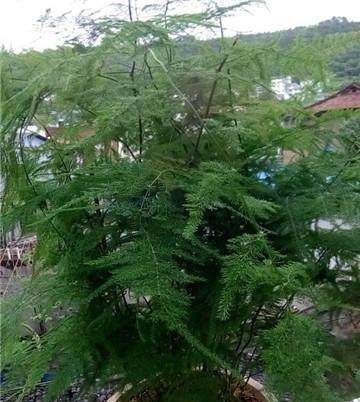 家里的文竹稀稀拉拉,真难看,用了这1东西,发疯的长,不黄叶