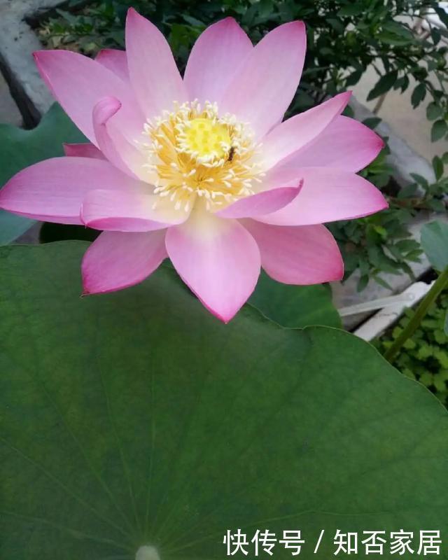 爆盆|养花技巧：折腾不死的25种花，咋养都爆盆，懒人最适合