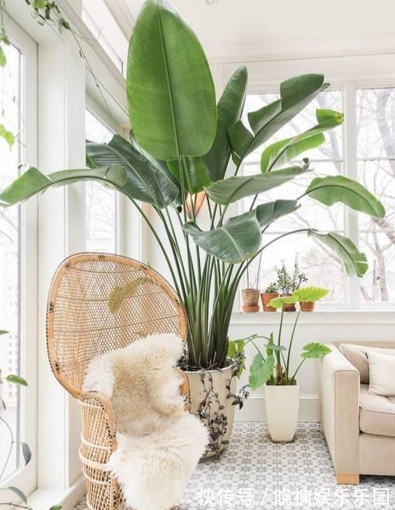 客厅见树,后代富足,7种“吉利树”,随便养一盆,养人又旺家