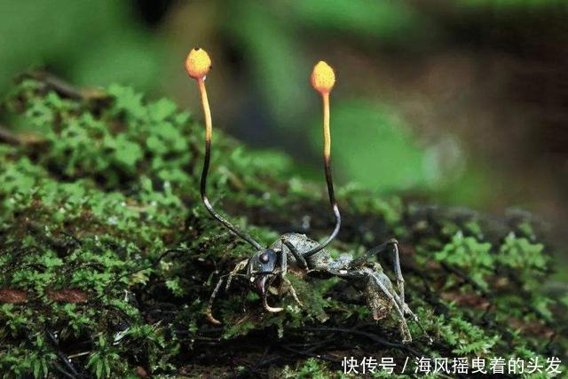 “冬虫夏草”到底是动物，还是植物？看完你就