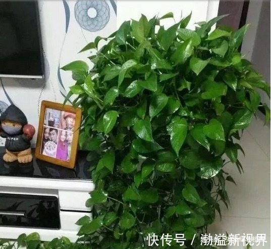 养绿萝，10天浇次“生长水”，1月不管窜满盆，枝粗叶大绿油油