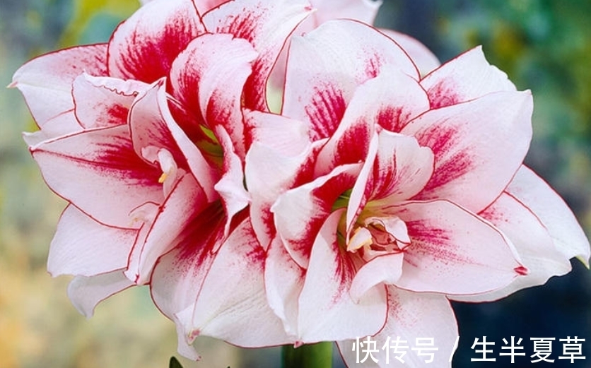 老花农养的朱顶红,个个开花比碗大,原来是这样做的!