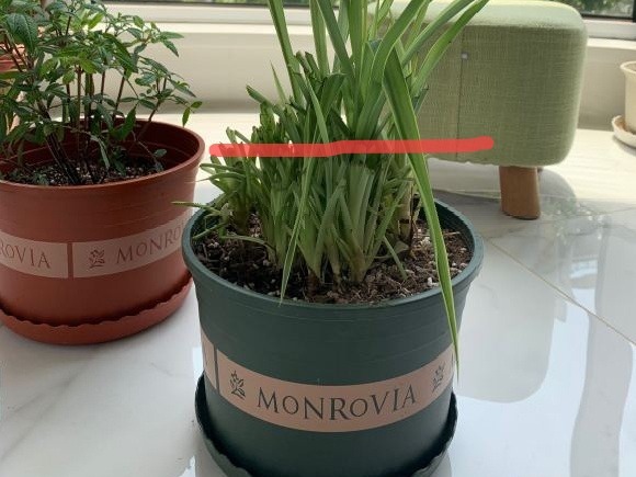 蟹爪兰|长寿花换盆，切忌越换越大，一直用小盆养才好！