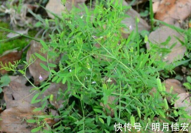 城市人|这种野菜，种子具有毒性，但它的叶子却很香，很多人应该没吃过