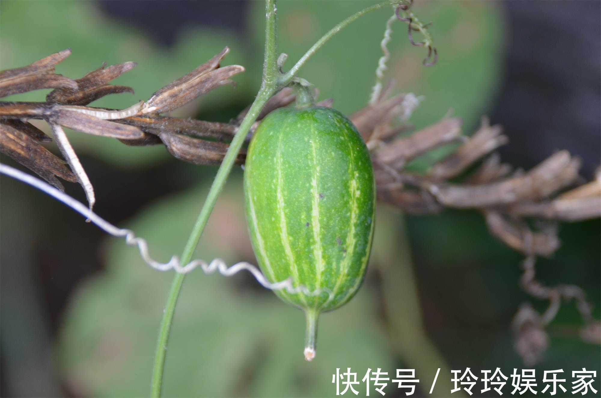 野菜|农村一种“野黄瓜”,过去烂一地没人要,如今价值珍贵90元一斤
