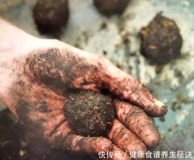 “岩石与树枝”一步步完美契合，叹服附石盆景的魅力无人能挡！