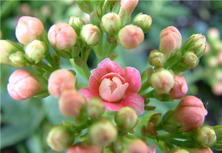 长寿花养植方法