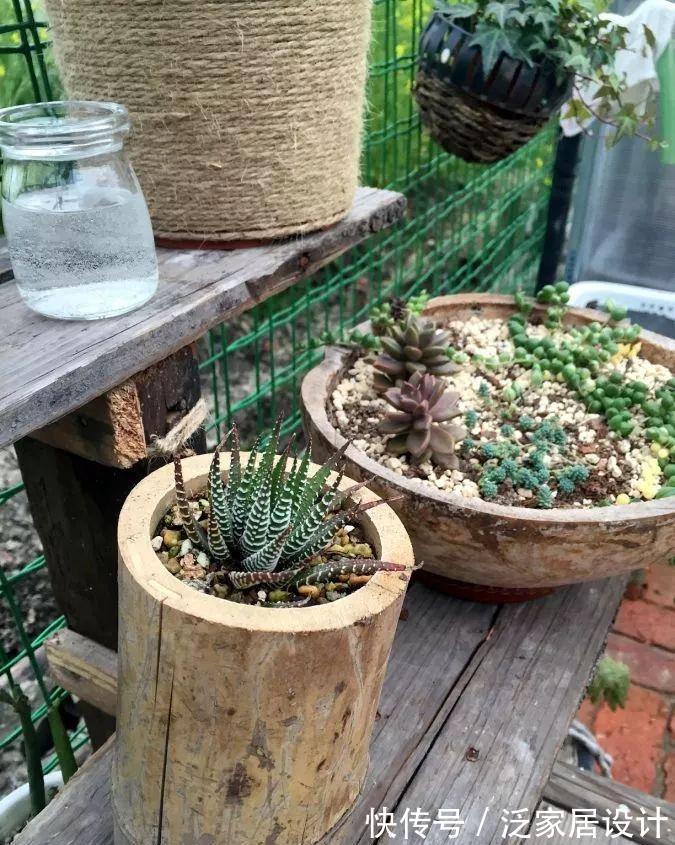 叶插|用葫芦种多肉，一养就是三年，邻居给钱都不卖