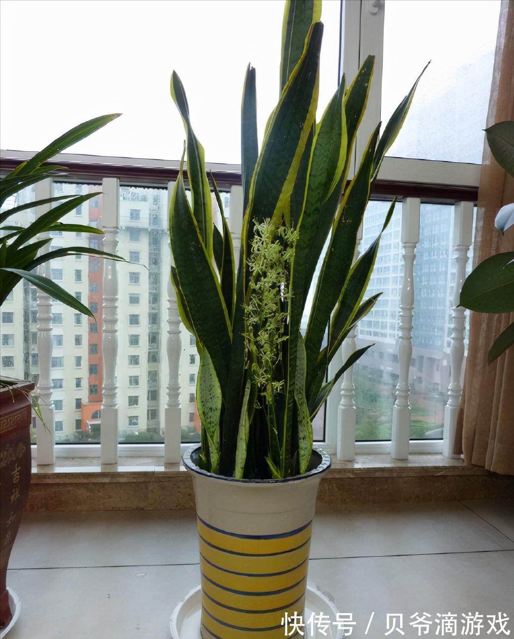 适合客厅养的“6种花”，一个比一个好养，一个比一个好看