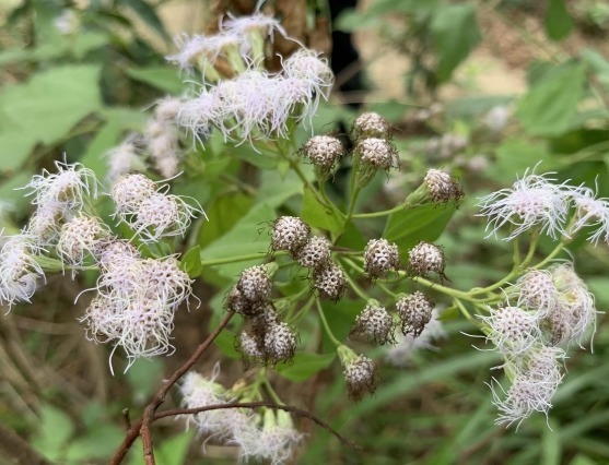 破坏力|看着不起眼的野草，想不到破坏力很大，但效果很不错