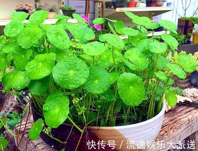 养不好铜钱草,小花匠教你几个“窍门”,叶片巴掌大,满盆爆铜钱