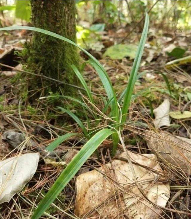 松针土被称作养花万能土,自己在家就能做,掌握这些技巧就可以