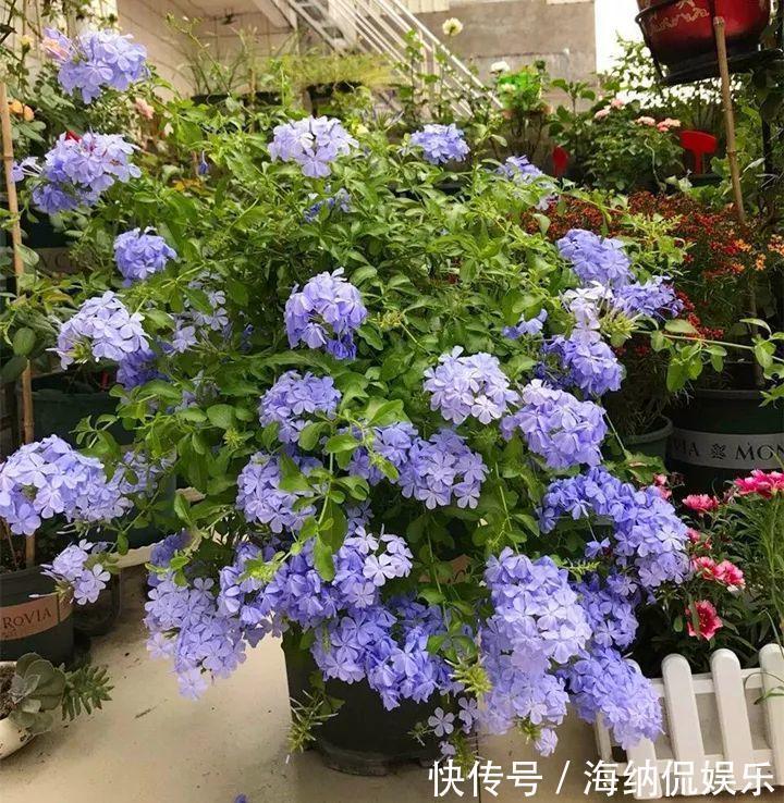 枝条|急性子养的6种花,长的快、爆花多,1盆能开大半年!