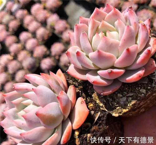 3种“黑马”多肉，小苗很普通，控养逆袭仙气十足，谁见了都夸美