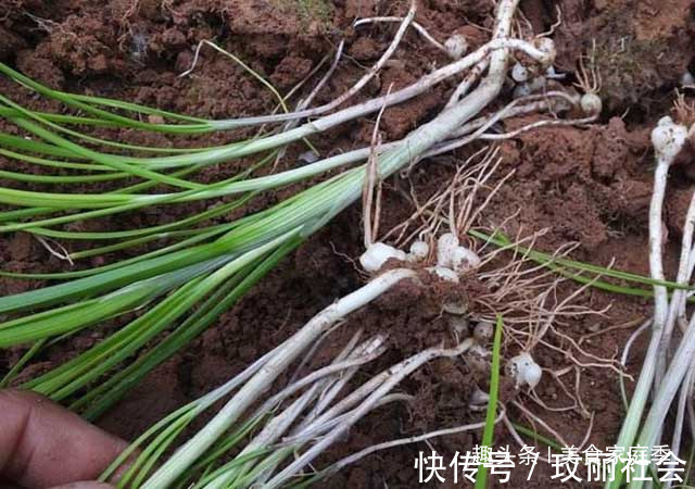 好吃|农村“超好吃”的5种野味,用来做菜特别香,但经常被误认成野草