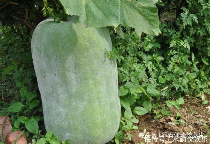 薏米|湿气的死对头被找到,夏天多吃4物,帮你排出体内湿气,早吃早好