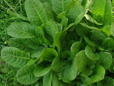 药用|1种野草叫牛舌头,好多人上山排队挖,竟然有大作用