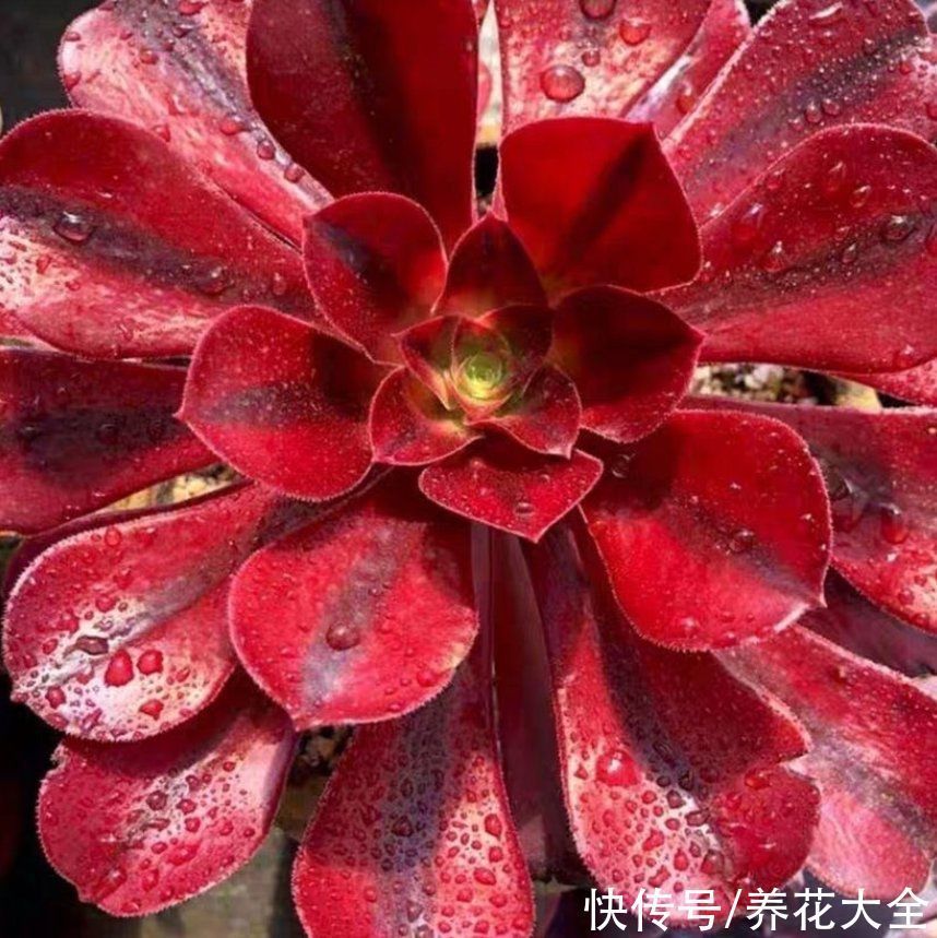 君子兰|越养越升值的6种花,养花相当于赚钱,你养了吗?