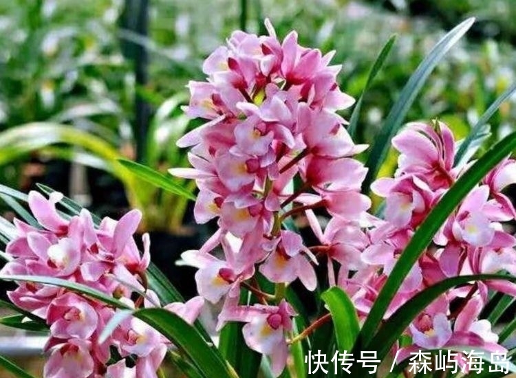 映山红|4种高颜值“网红花”,花美色艳,一言不合就爆盆,你一定喜欢