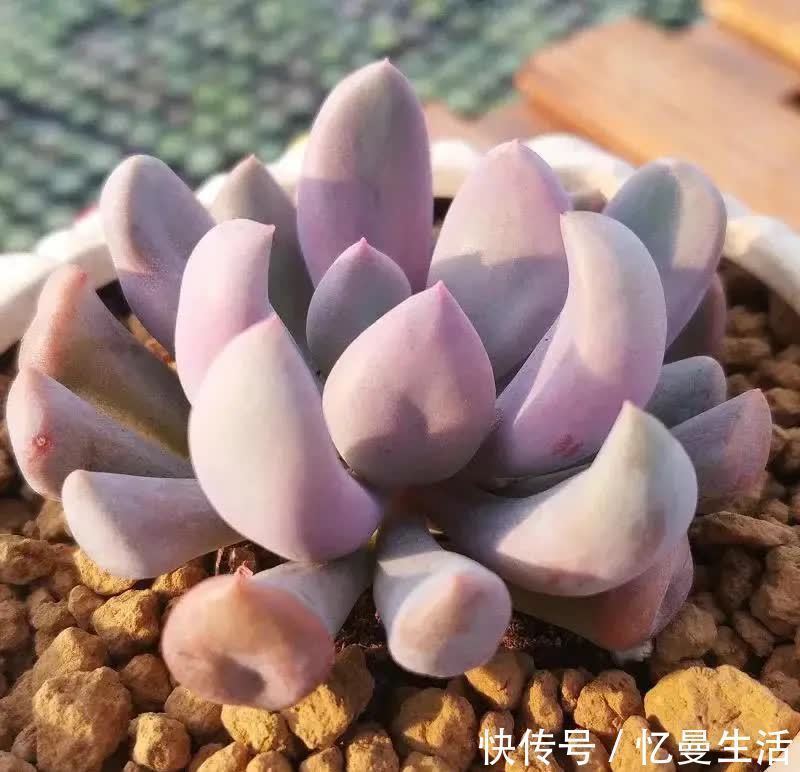 叶片|这几种多肉很漂亮,认识的人却不多,你认识几种呢?