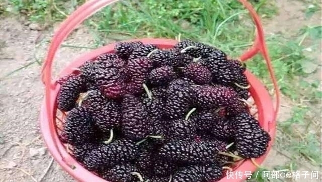 子宫|大姨妈走后1周,晨起谨记多吃2红、2黑,有助排寒气,养子宫