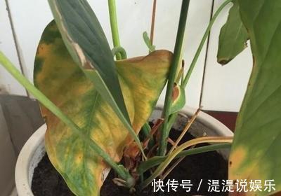 红掌|养红掌,3点“小技巧”,拒绝黄叶烂叶,花儿红彤彤,四季花不断