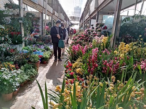 鲜花迎新春 欢喜过大年