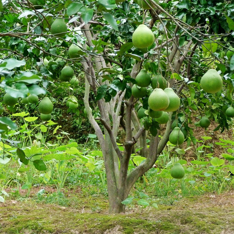 红豆杉|再三提醒不管在哪，要是看见到这种树苗，立马挖走种回家