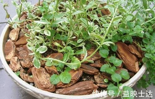 往花盆底垫它们,松果壳、树皮,不只为了透气排水