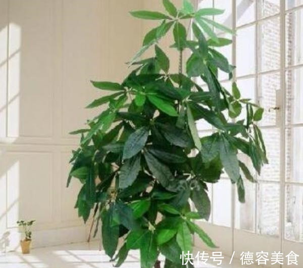 龙骨|最适合新手养的4种花,镇宅又旺财,家里更清新,养在客厅上档次