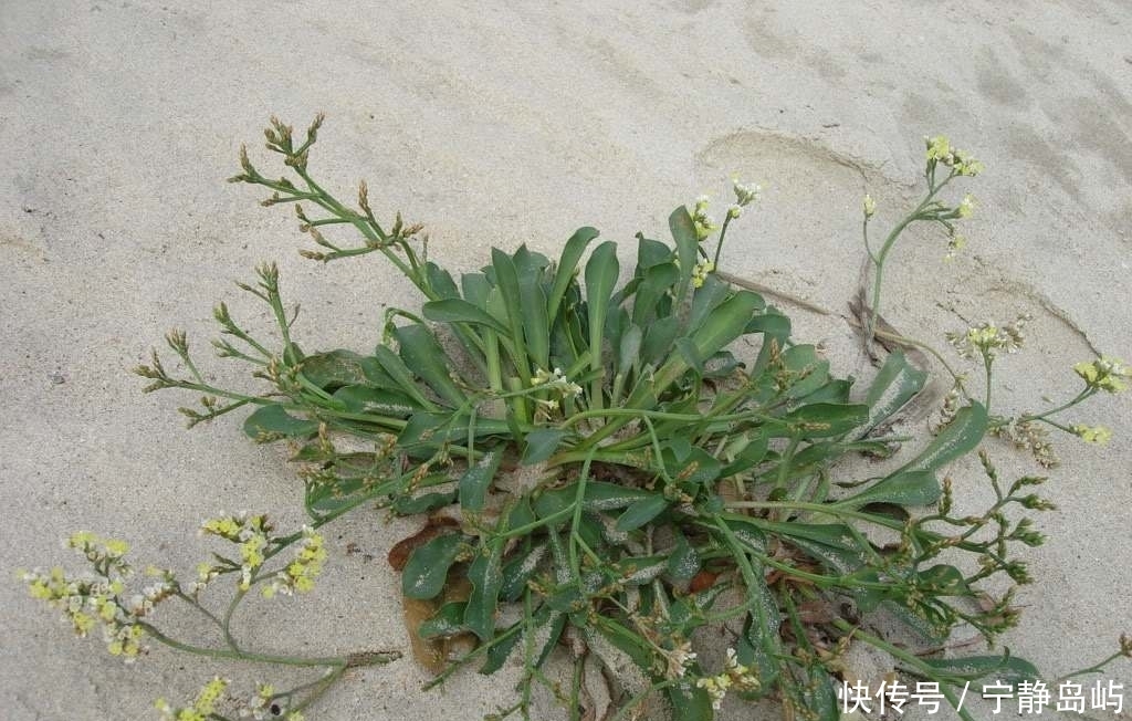  却是|这种砂土地上生长的植物，花朵是配花材料，全草却是止血的好药材