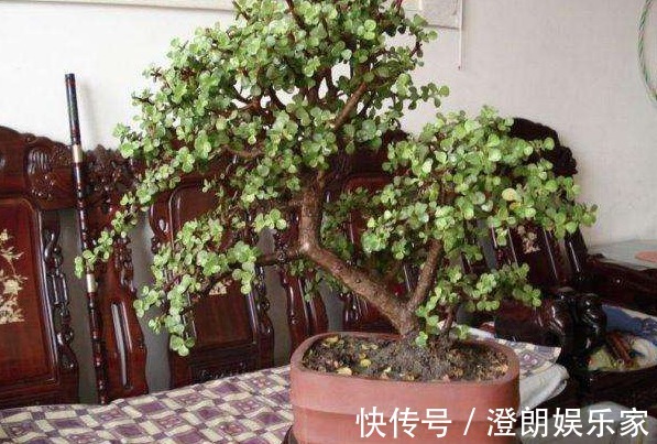 枝干|金枝玉叶如何养平时给予3个条件，枝干变得木质化，3年成老桩