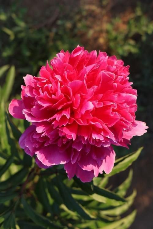 芍药应种在院子哪个位置？