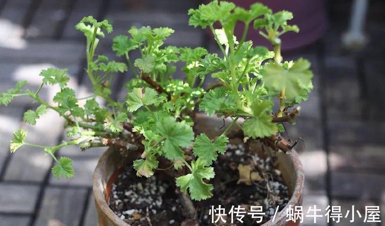 花卉|入秋后养花，这4个层面没有顾及到，生长旺期的植物一样会黄叶