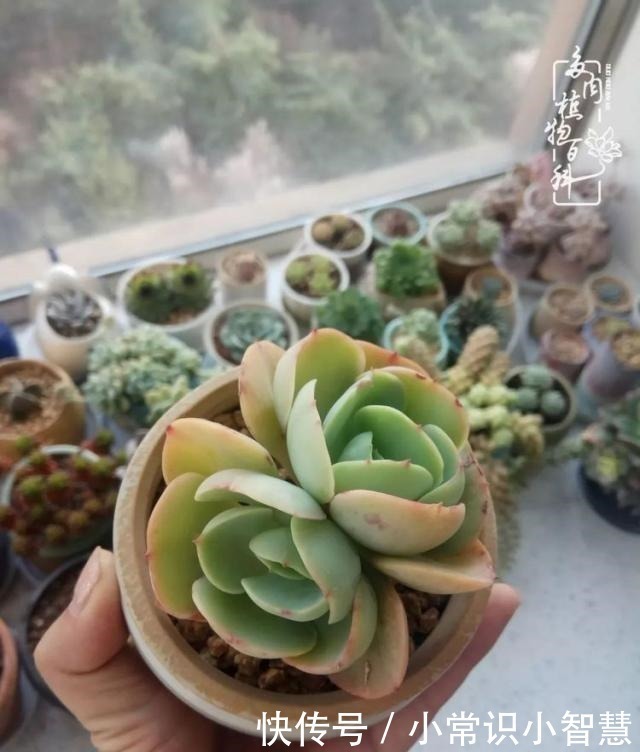 欧紫|我是多肉飘窗党,我来晚了!我是多肉飘窗党,我来晚了!