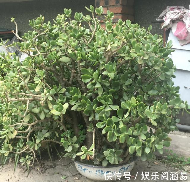 夏天|10种不能淋雨的花,淋完雨就死,盆栽养花注意事项