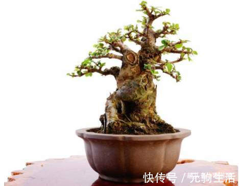 中国传统文化|阳台再小，也能养3种树，小盆就能养，个个都是“传家宝”